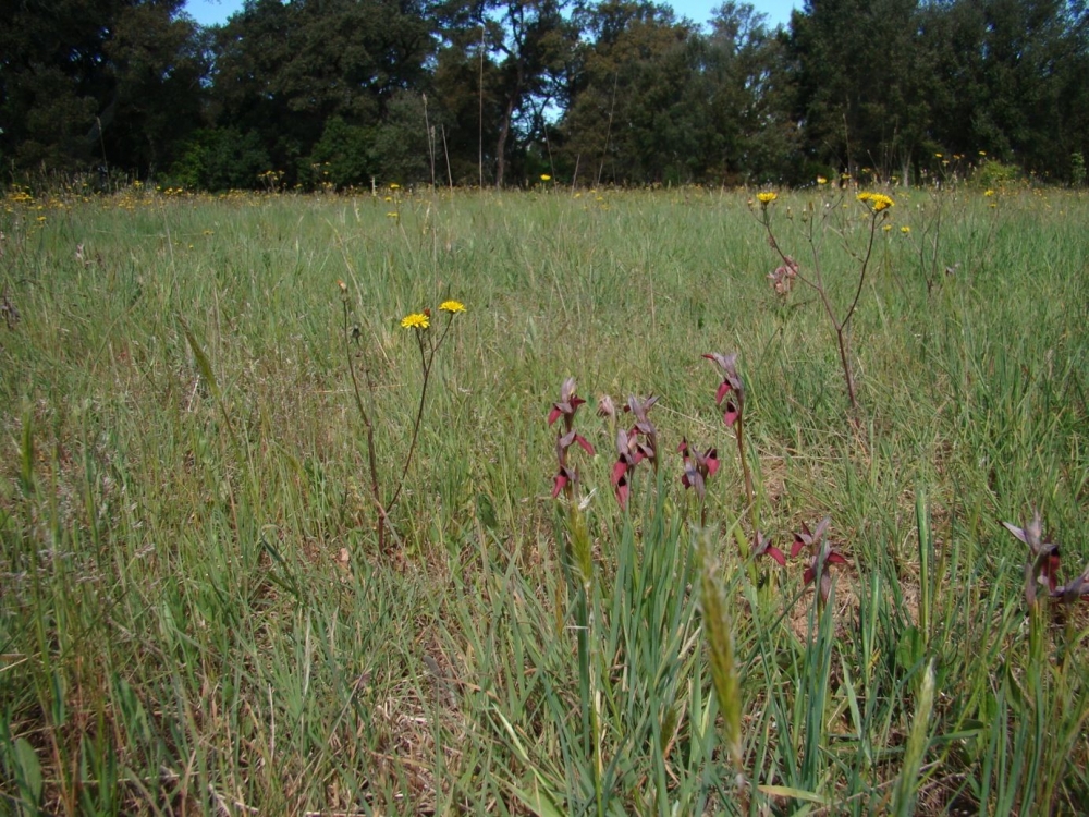 Serapiadetea cordigero - linguae