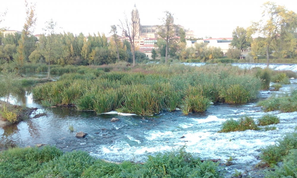 Phragmito australis - Caricetea elatae