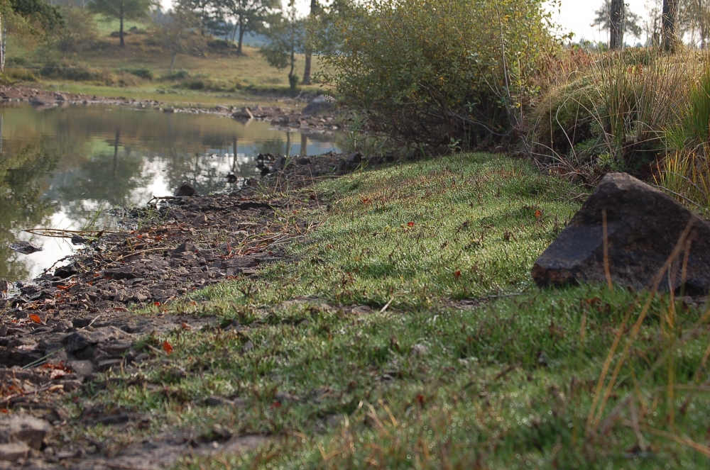 Isoeto lacustris - Littorelletea uniflorae