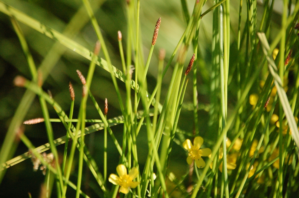 Eleocharitetalia palustris subsp. palustris
