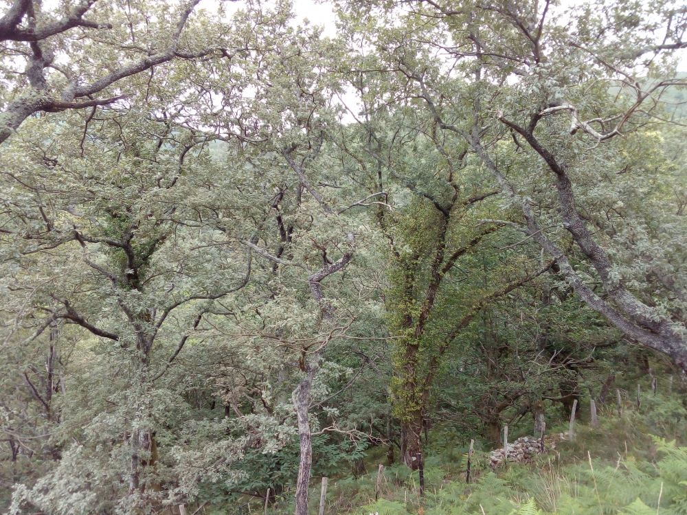 Sorbo torminalis - Quercetum pyrenaicae