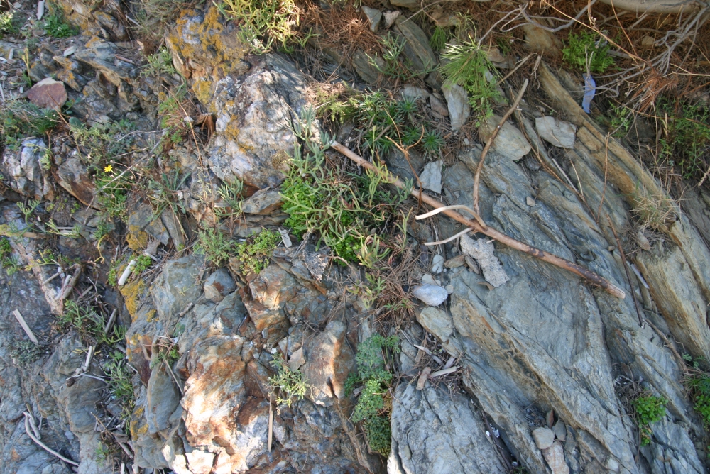 Armerietum ruscinonensis subsp. ruscinonensis