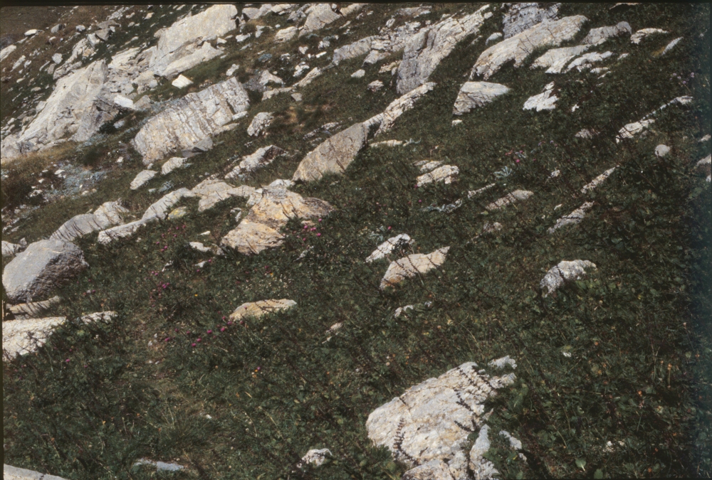 Primulo elatioris subsp. intricatae - Horminetum pyrenaici