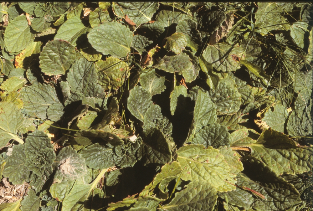 Primulo elatioris subsp. intricatae - Horminetum pyrenaici