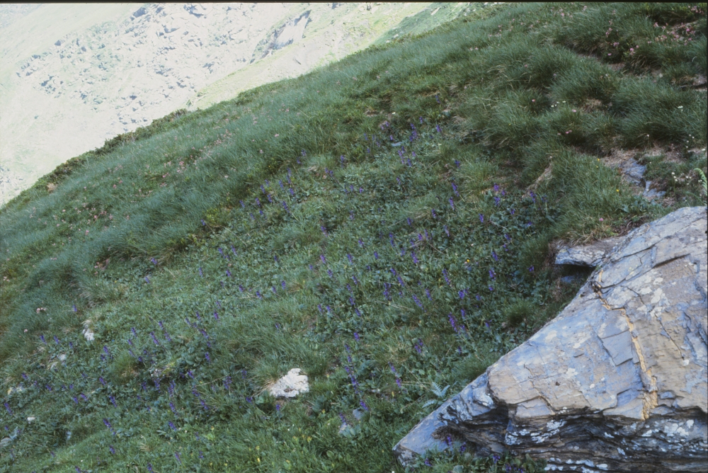 Primulo elatioris subsp. intricatae - Horminetum pyrenaici