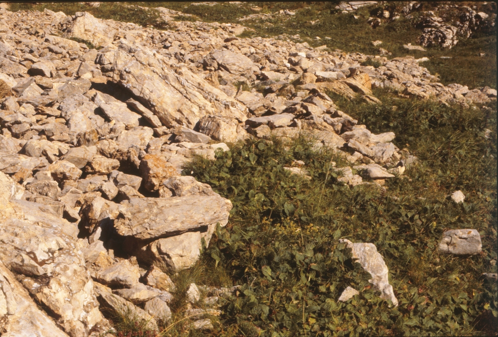 Primulo elatioris subsp. intricatae - Horminetum pyrenaici