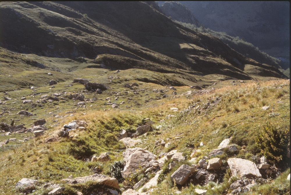 Helictotricho sedenensis - Bellardiochloetum variegatae