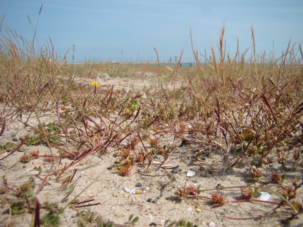 Trifolio scabri - Catapodietum marini