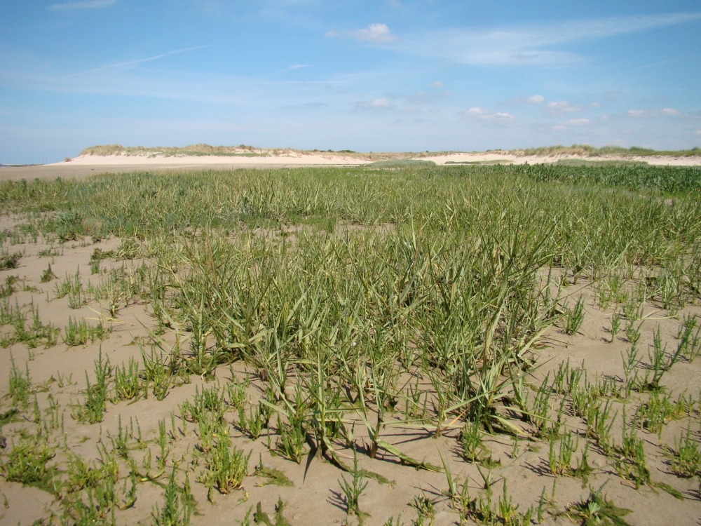 Spartinetum maritimae