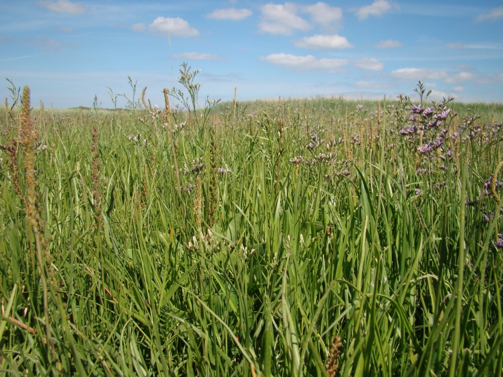 Plantagini maritimae - Limonietum vulgaris