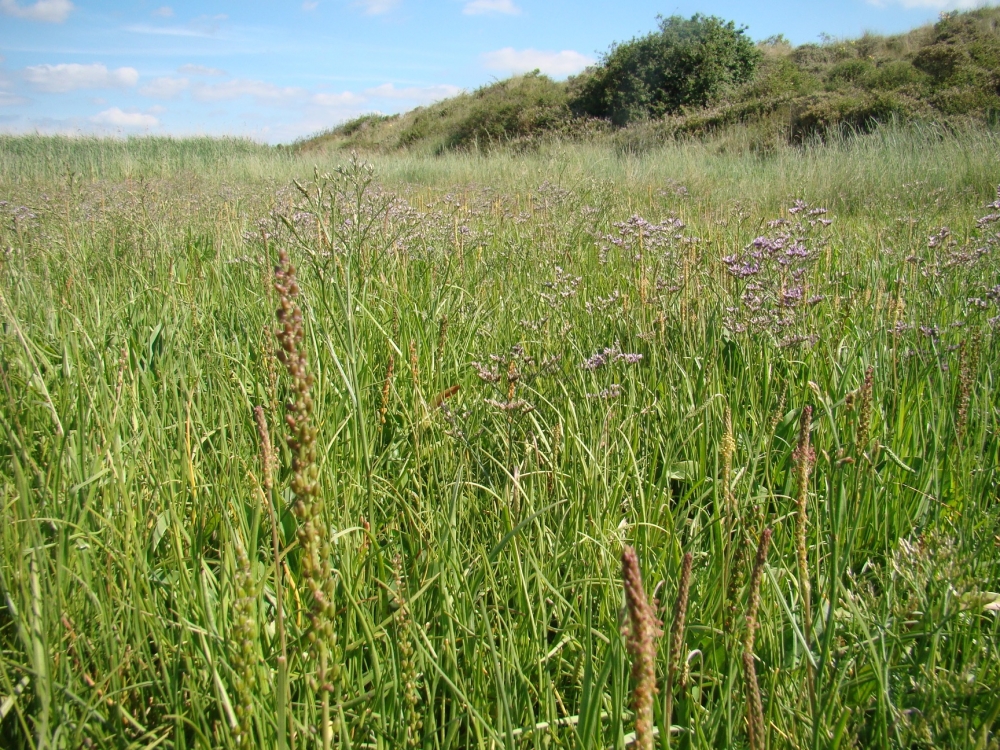 Plantagini maritimae - Limonietum vulgaris