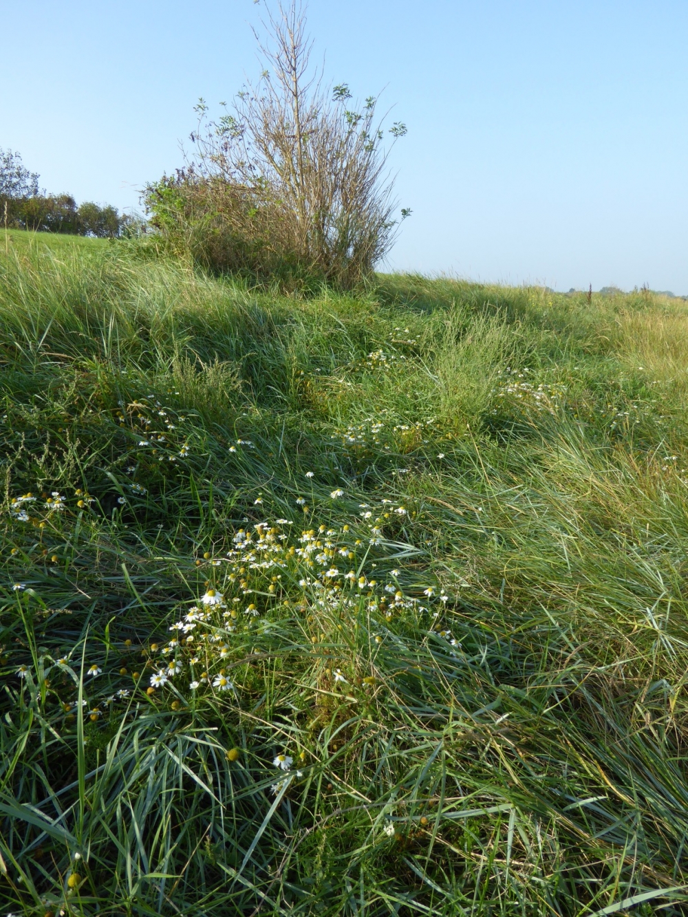 Beto vulgaris subsp. maritimae - Elytrigietum acutae