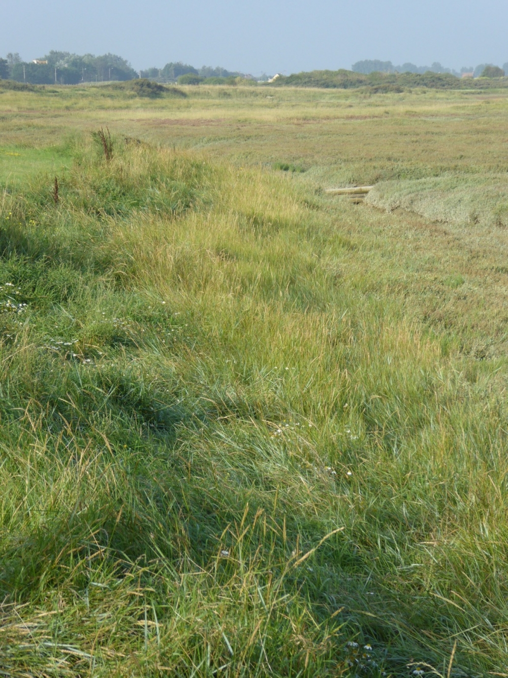 Beto vulgaris subsp. maritimae - Elytrigietum acutae