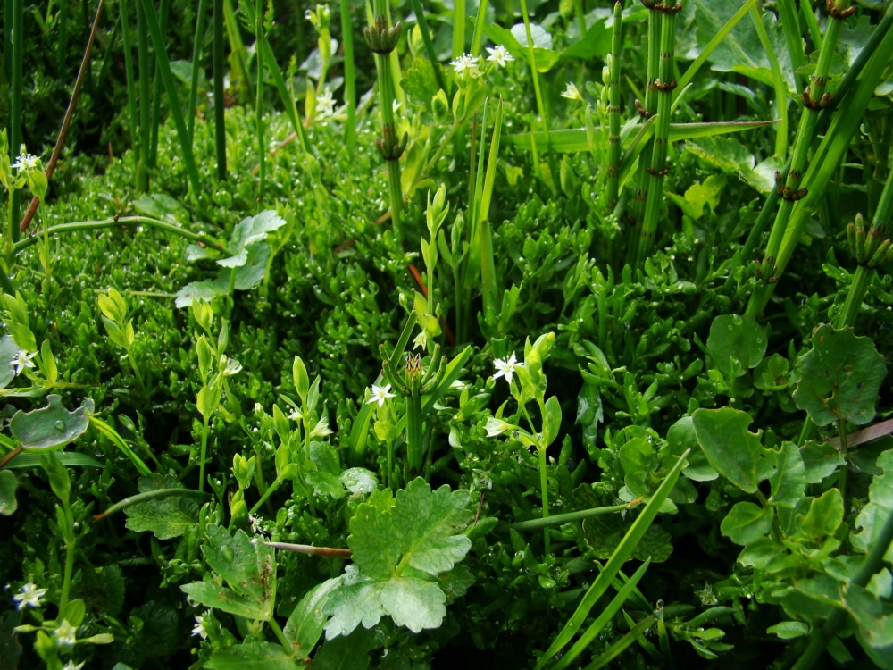 Stellario alsines - Montietum fontanae subsp. variabilis