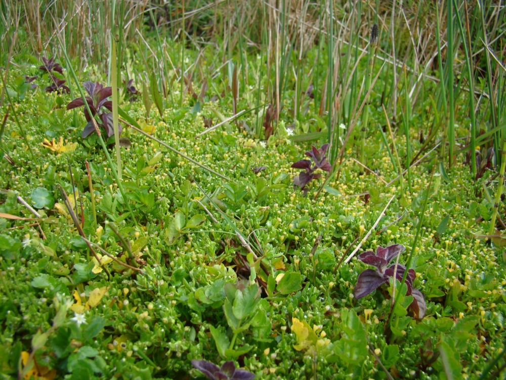 Stellario alsines - Montietum fontanae subsp. variabilis