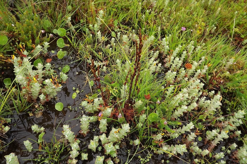 Anagallido tenellae - Juncetum bulbosi