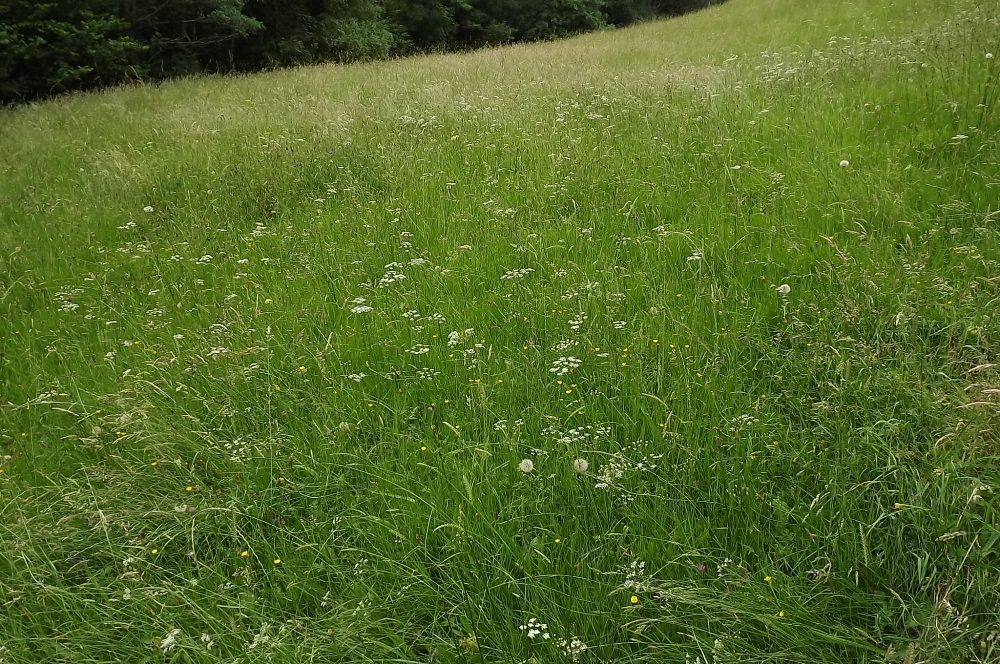 Trocdarido verticillati - Juncenion acutiflori