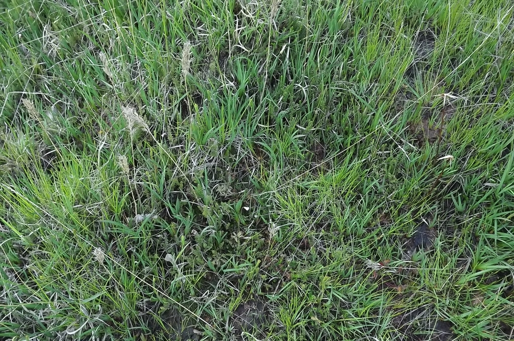 Anagallido tenellae - Pinguiculetum lusitanicae