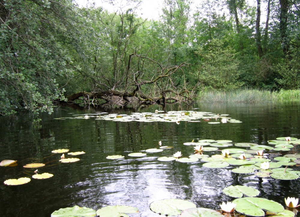 Nymphaeo albae - Nupharetum luteae