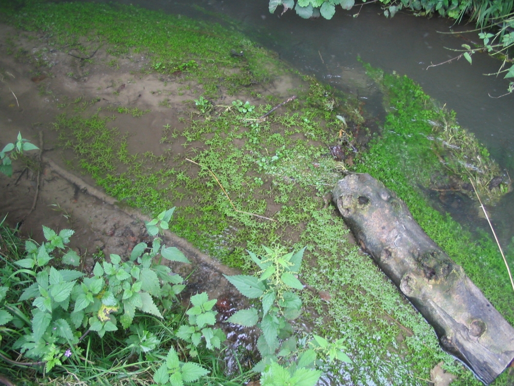 Veronico beccabungae écoph. rhéophile - Callitrichetum platycarpae écoph. rhéophile