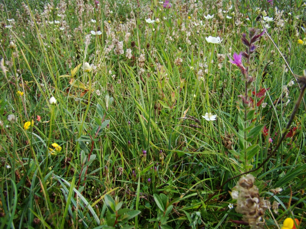 Caricion viridulo - trinervis