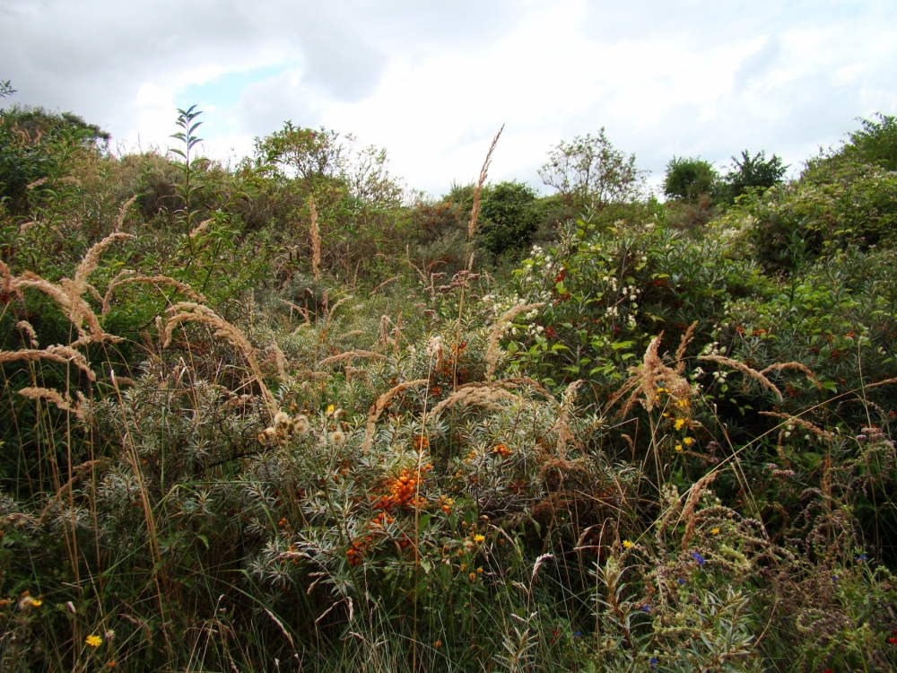 Ligustro vulgaris - Hippophaetum rhamnoidis subsp. rhamnoidis