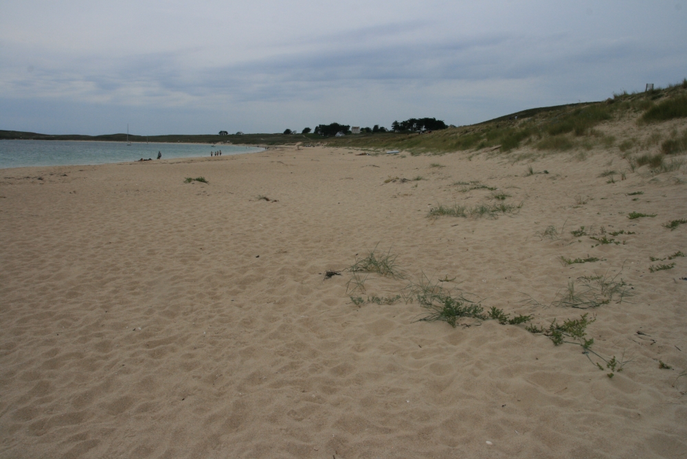 Kali sodae - Cakiletum maritimae subsp. integrifoliae