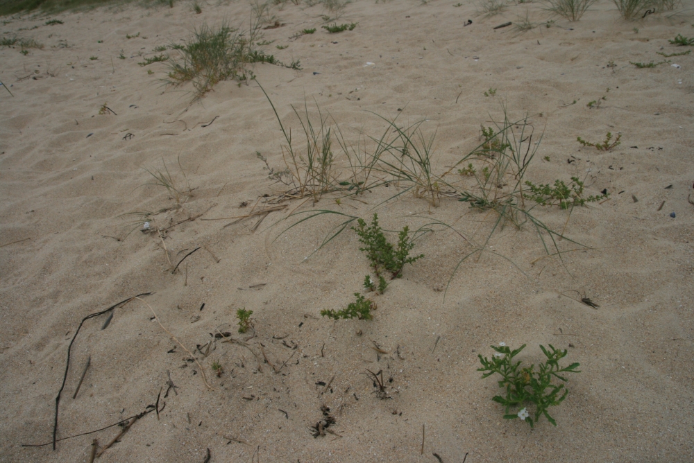 Kali sodae - Cakiletum maritimae subsp. integrifoliae