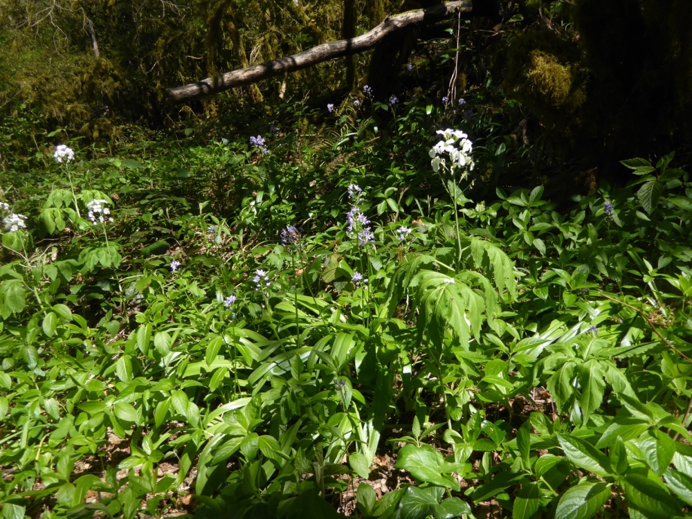 Tractemo lilio-hyacinthi - Cardaminetum heptaphyllae