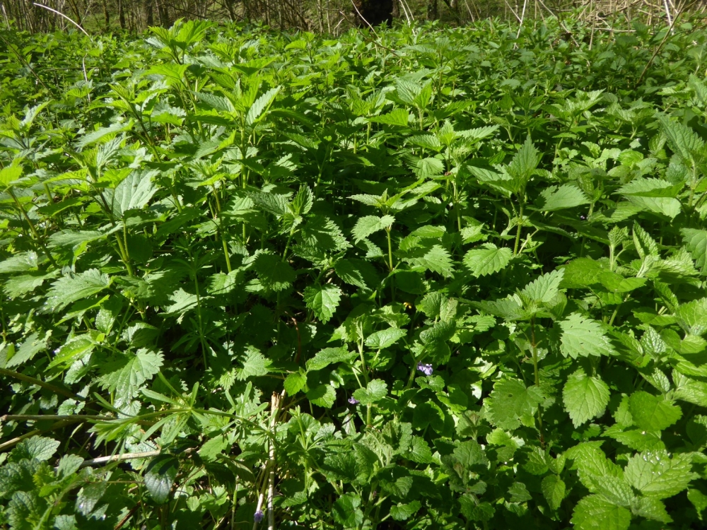 Glechomo hederaceae - Urticetea dioicae