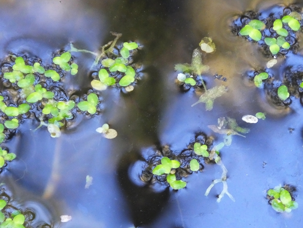 Riccietum fluitantis