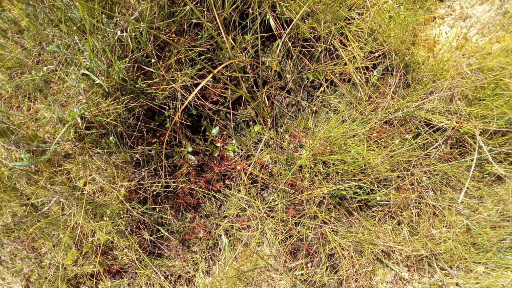 Drosero intermediae - Rhynchosporetum albae
