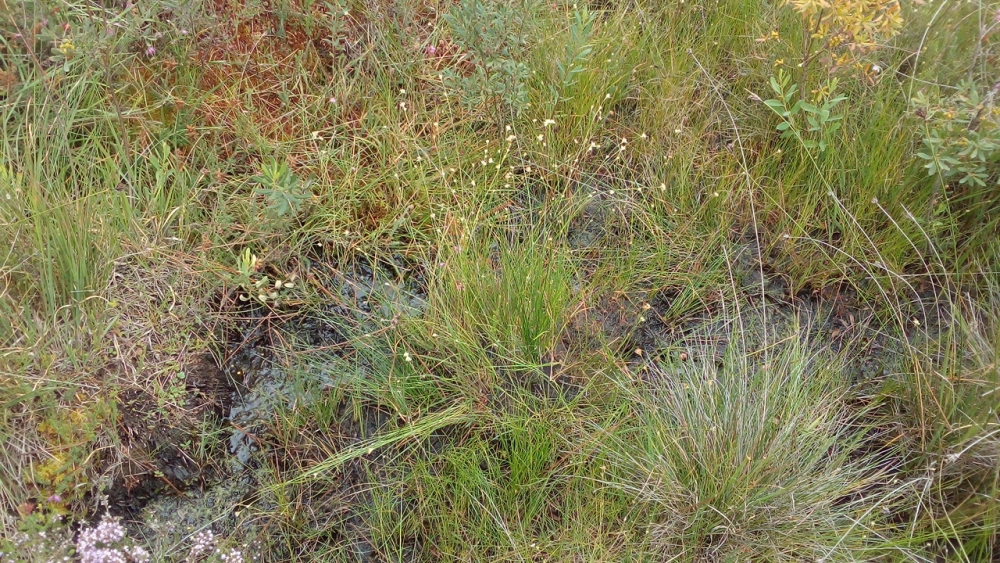 Drosero intermediae - Rhynchosporetum albae