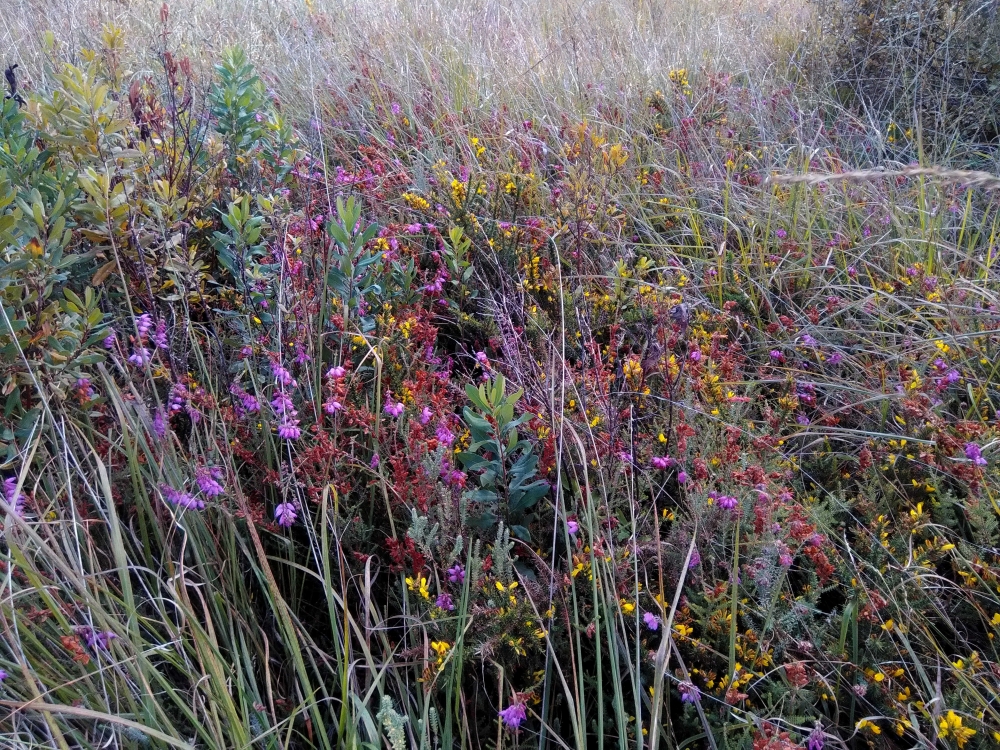 Ulici minoris - Ericion tetralicis