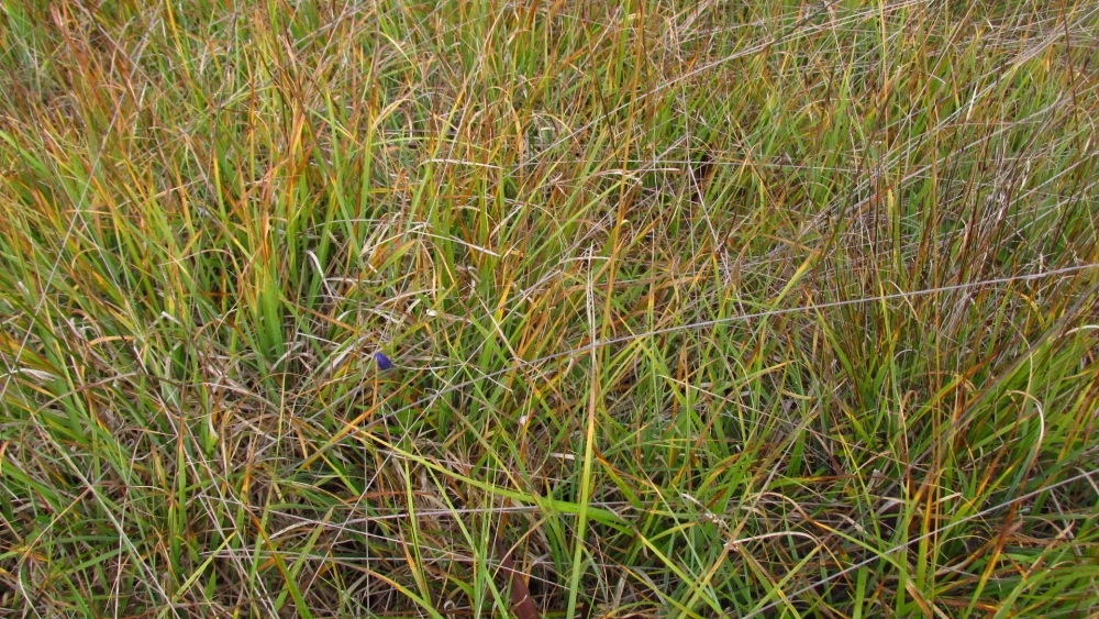 Caricion davallianae