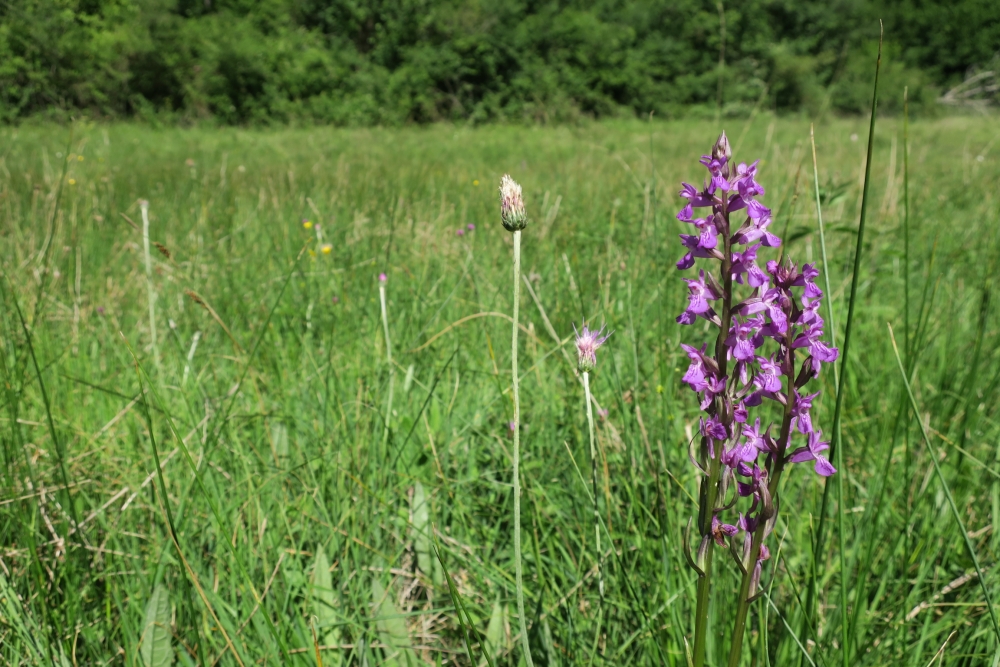 Hydrocotylo vulgaris - Juncetum subnodulosi