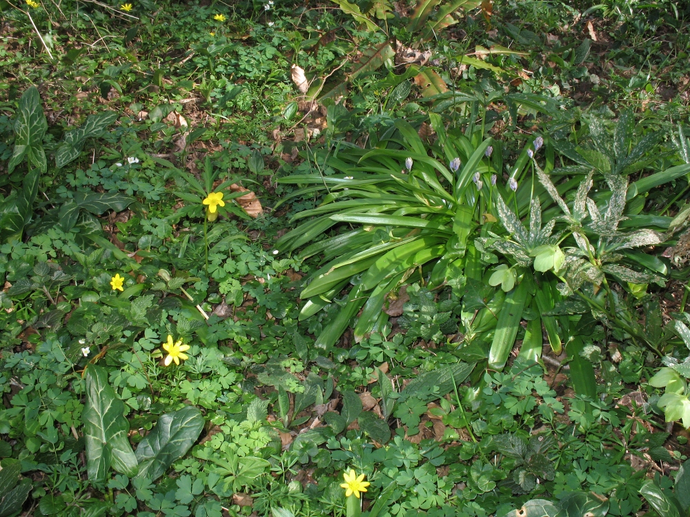 Anemono ranunculoidis - Isopyretum thalictroidis