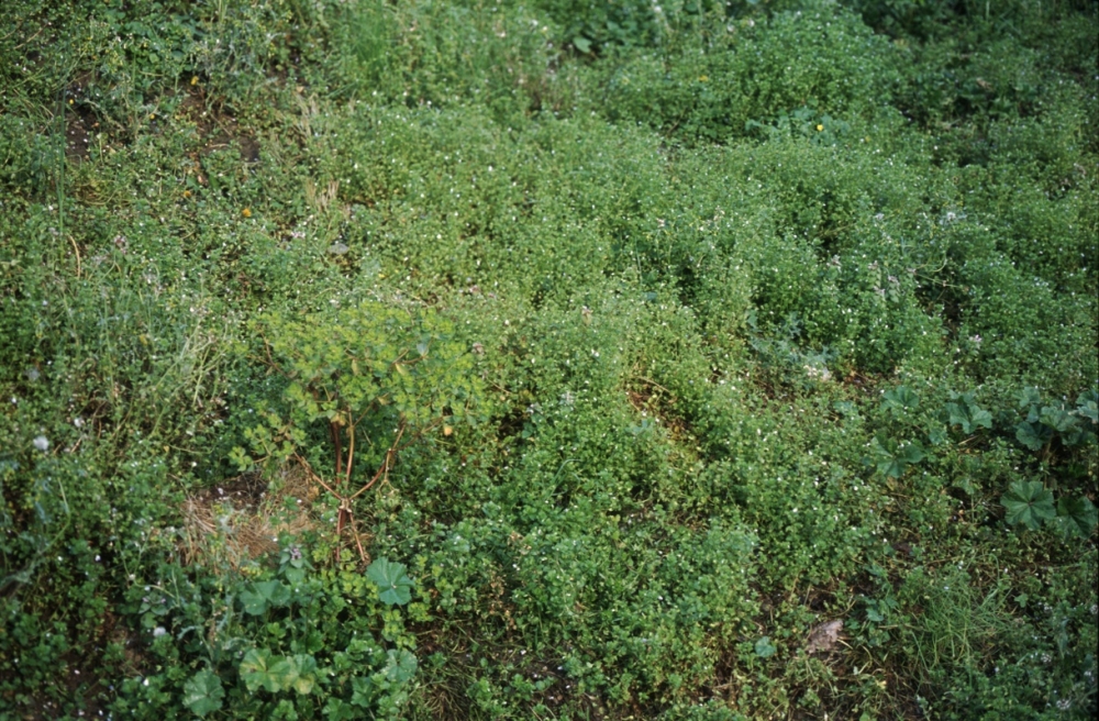 Veronico agrestis - Euphorbion peplidis