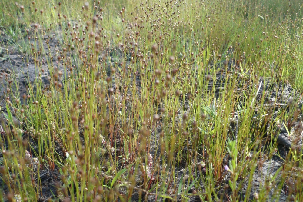 Spergulo rubrae - Illecebretum verticillati