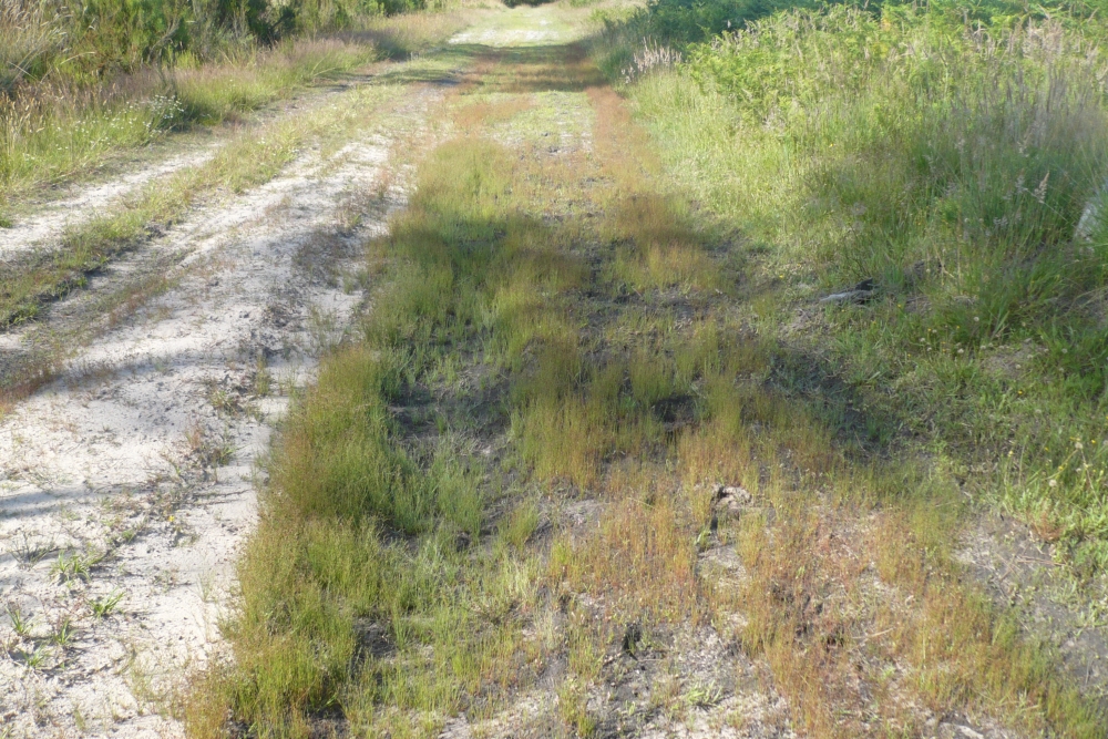 Spergulo rubrae - Illecebretum verticillati