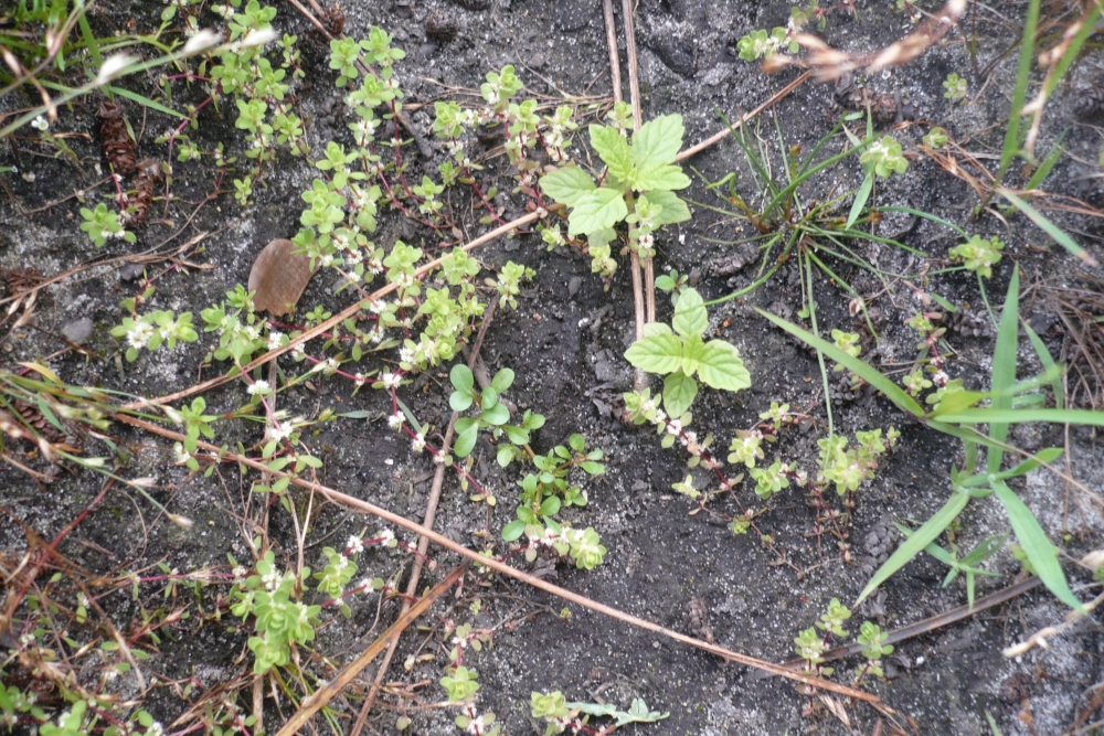 Spergulo rubrae - Illecebretum verticillati