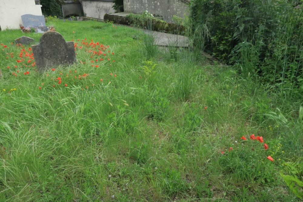 Sisymbrietea officinalis