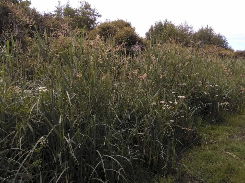 Phragmition australis