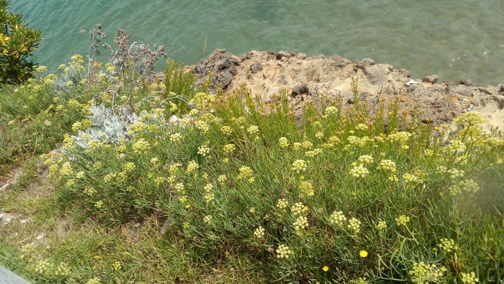 Crithmo maritimi - Limonion binervosi