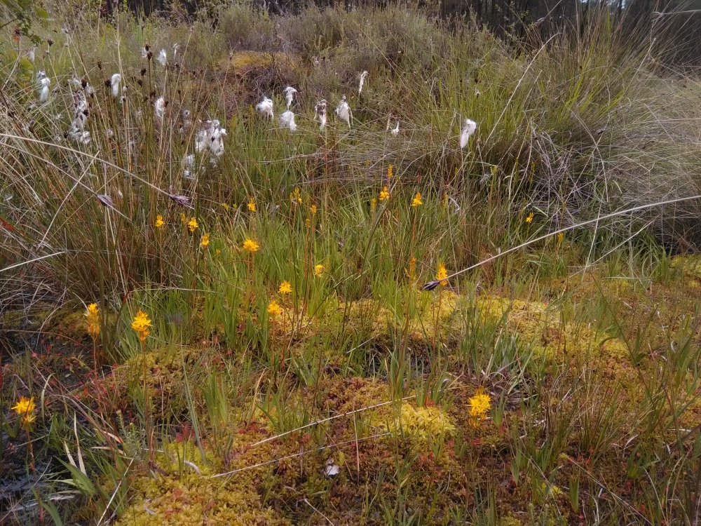 Narthecio ossifragi - Schoenetum nigricantis