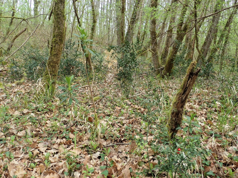 Daphno laureolae - Ruscetum aculeati