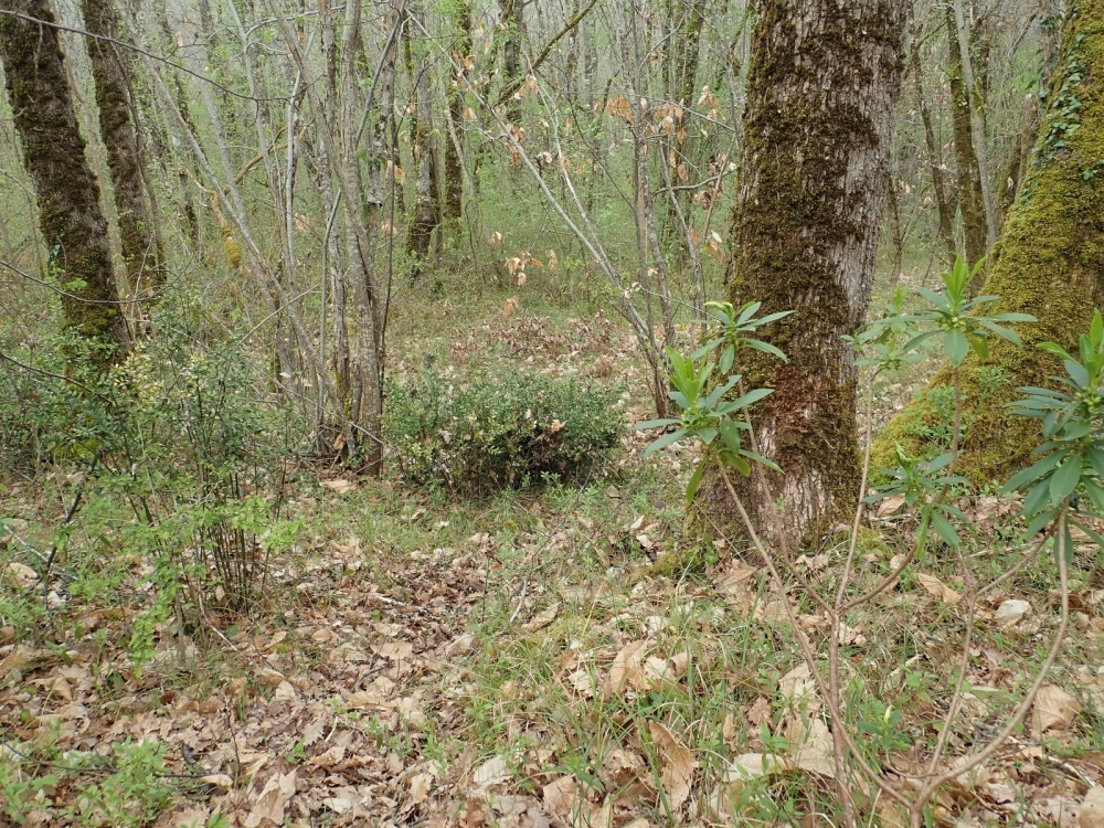 Daphno laureolae - Ruscetum aculeati