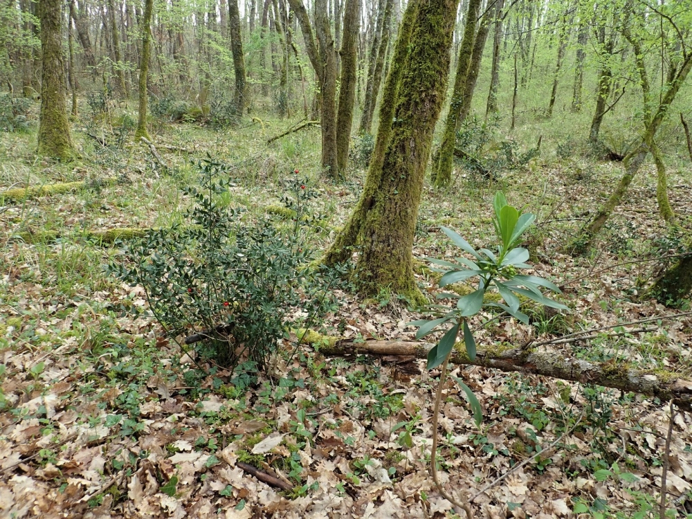 Daphno laureolae - Ruscetum aculeati