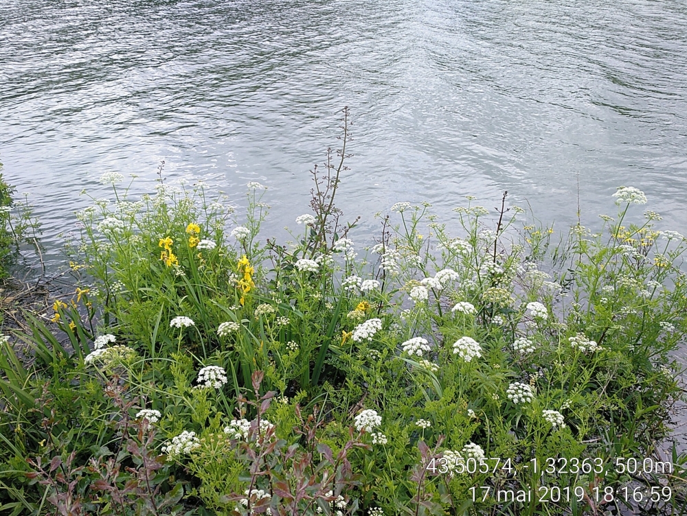 Senecioni aquatici - Oenanthetum crocatae