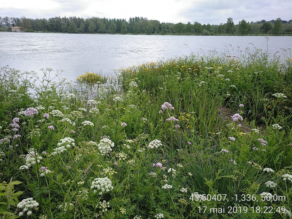 Convolvuletalia sepium